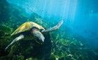 Galápagos Escape: An 8-Day Small Ship Voyage
