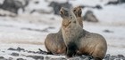 Penguins of the Far South: Falklands, South Georgia and Antarctica
